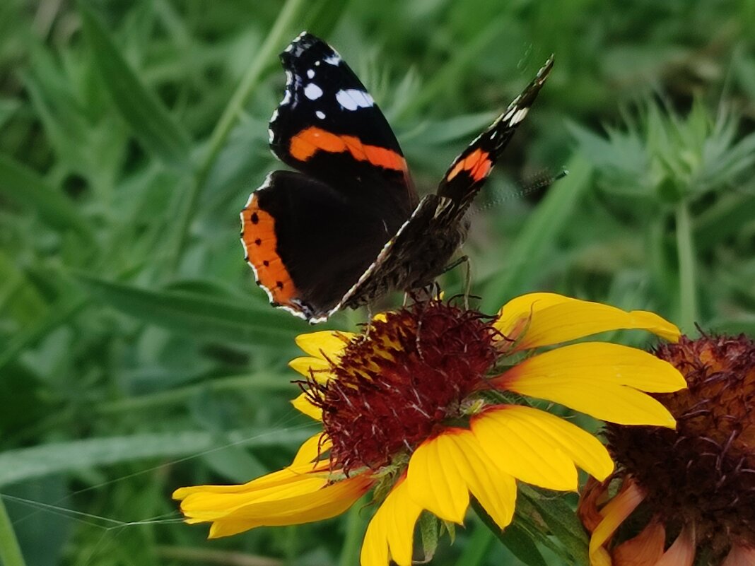 Бабочка - Валентина Богатко 