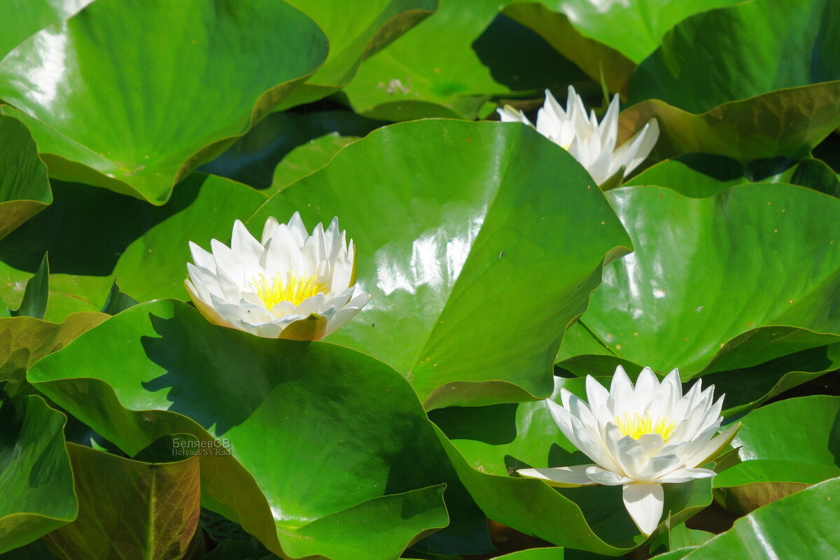Кувшинки спрятались - Сергей Беляев
