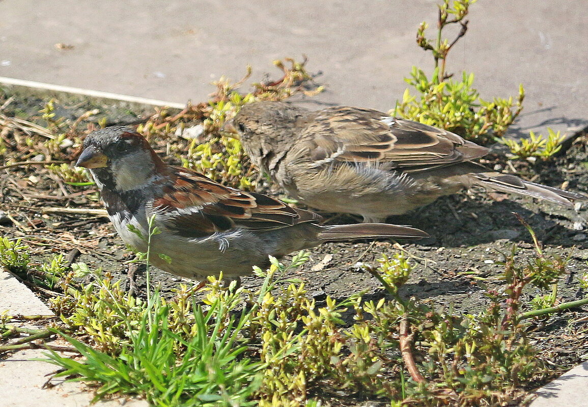 Этот кажись меня засёк... - Андрей Катков