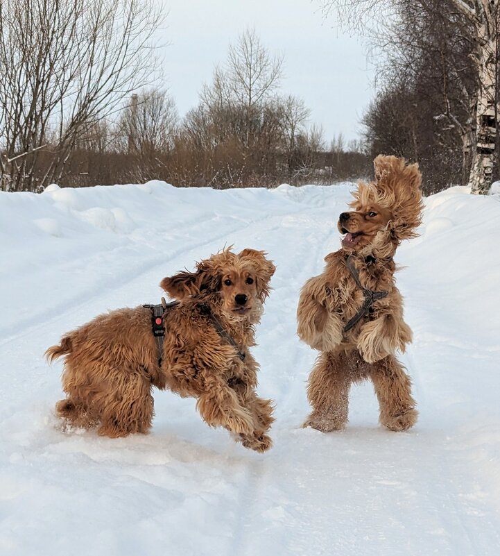 Зимние прогулки с собаками. - Павел Харлин Зимние прогулки с собаками. - Павел Харлин
