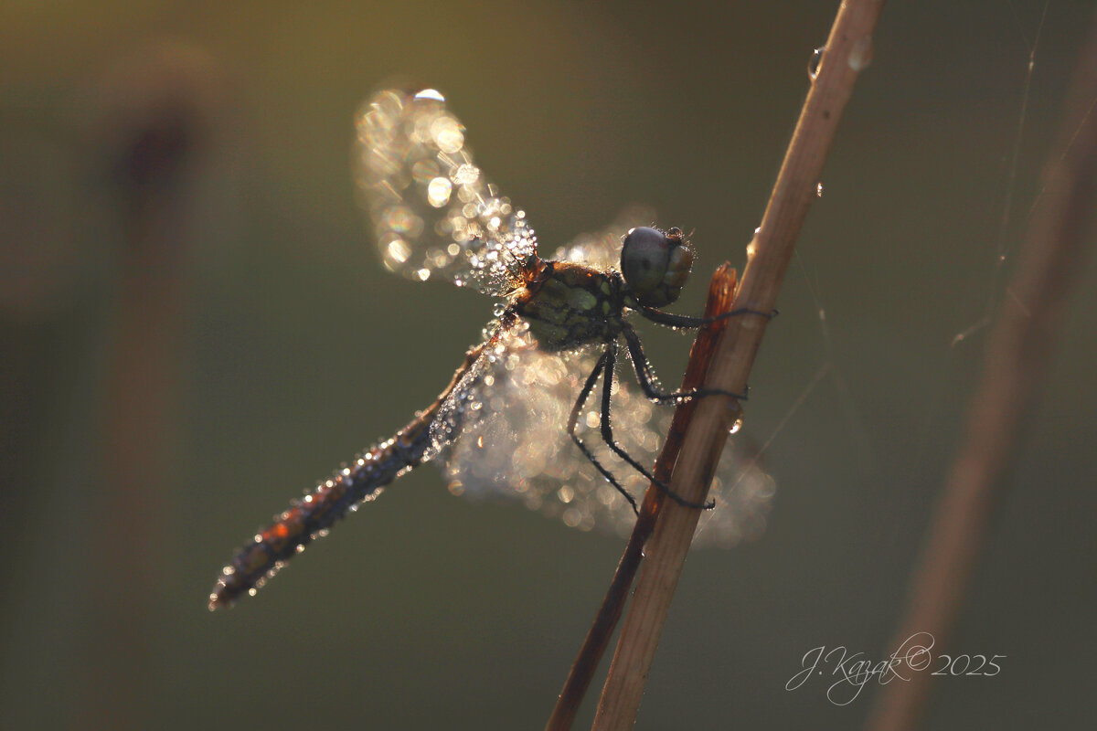 *** - Елена Kазак (selena1965) *** - Елена Kазак (selena1965)