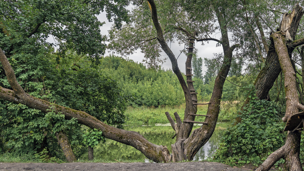 Дерево - sorovey Sol Дерево - sorovey Sol