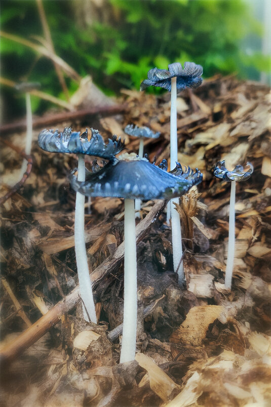 Городские грибы - AZ east3