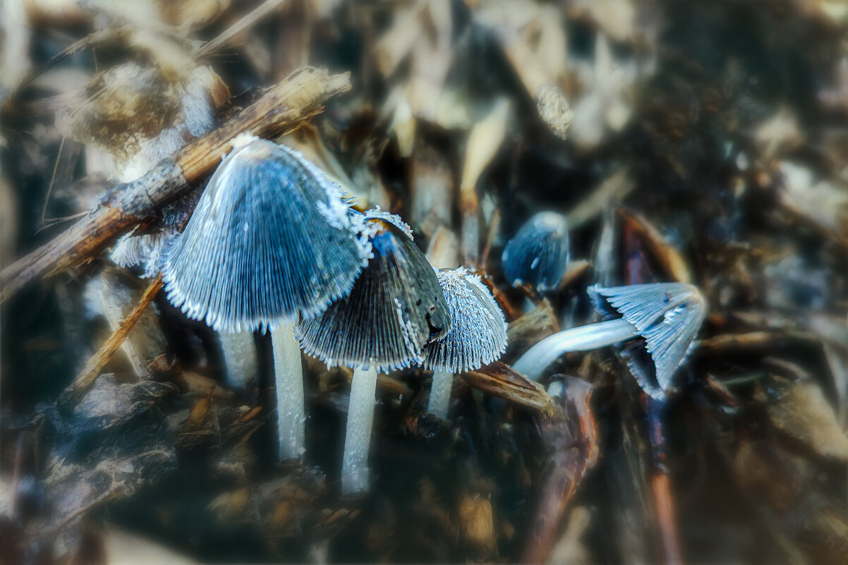 Городские грибы - AZ east3