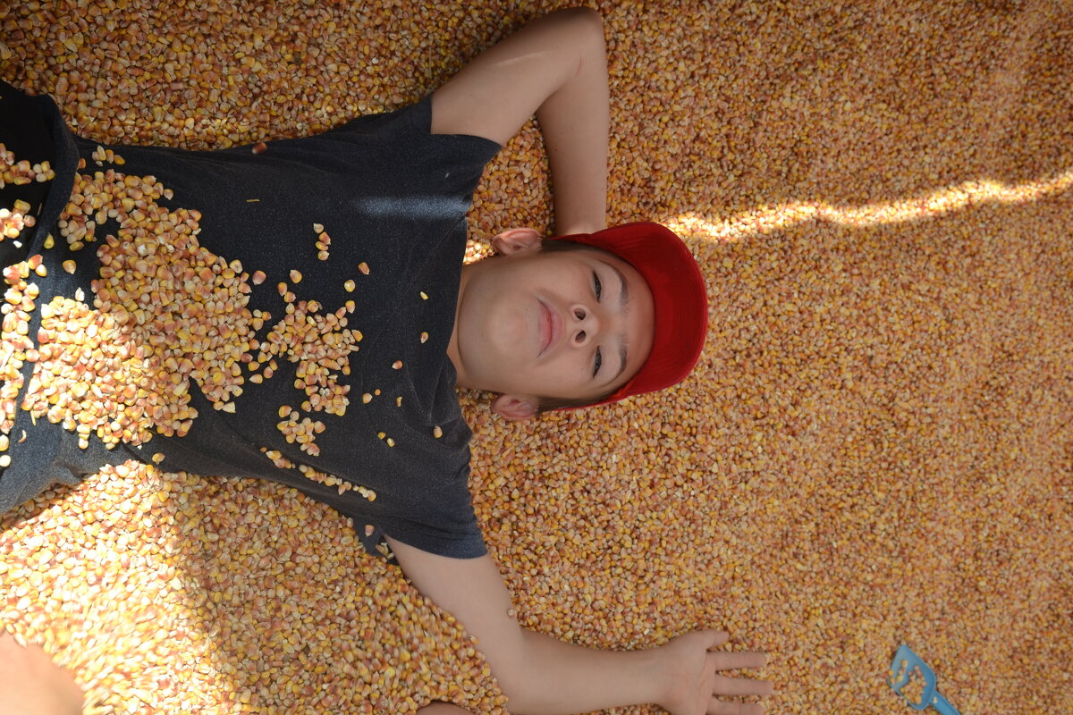 В кукурузе - Сергей 