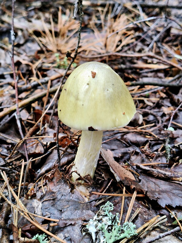 Бледная поганка - Валерий Судачок