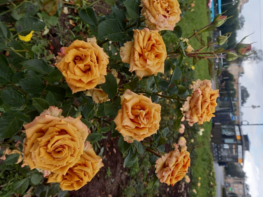 Розы - Сапсан 