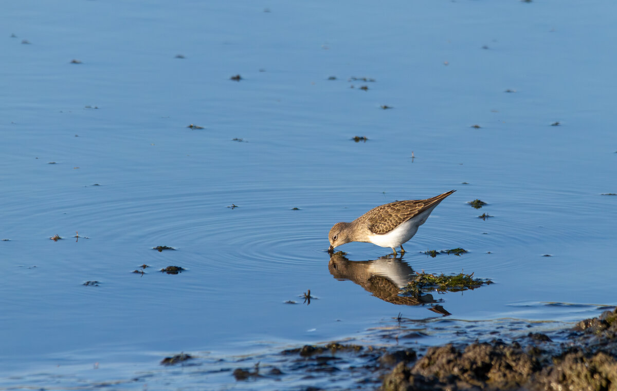 *** - Yuri Chudnovetz