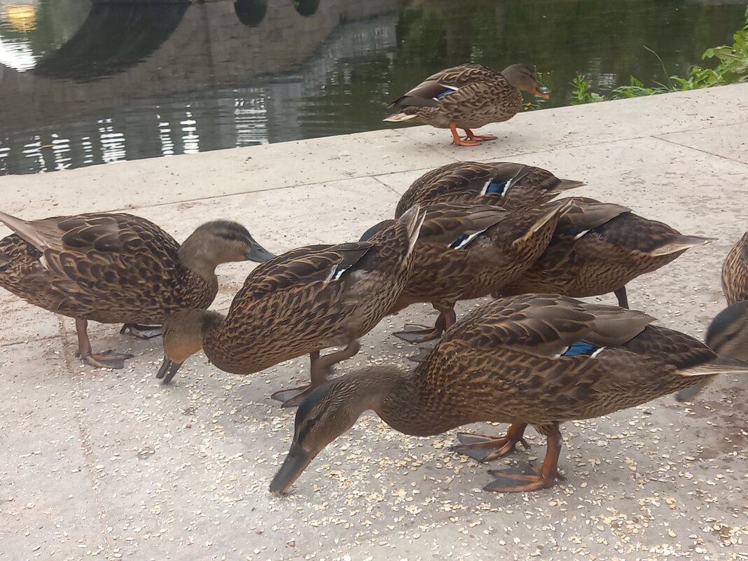 Утки - Сапсан 