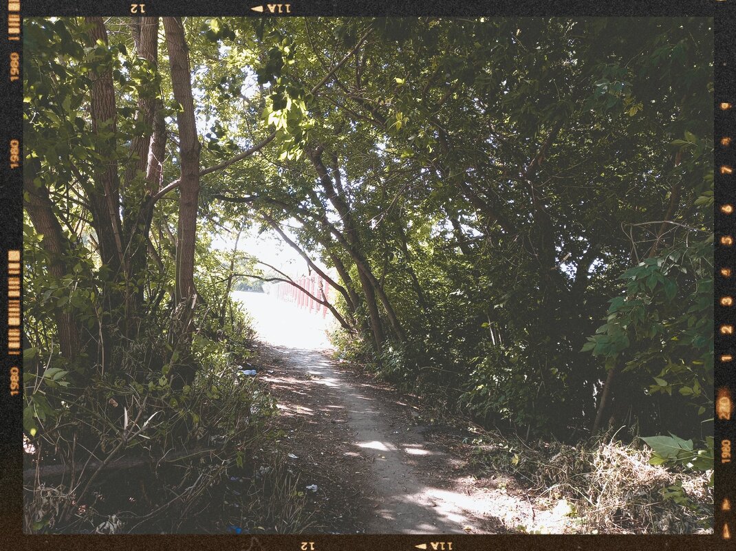 Будто древесный портал - Игорь Солдаткин