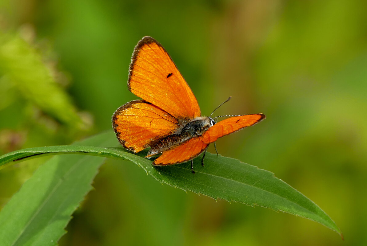 из снятого сегодня 6 - Александр Прокудин