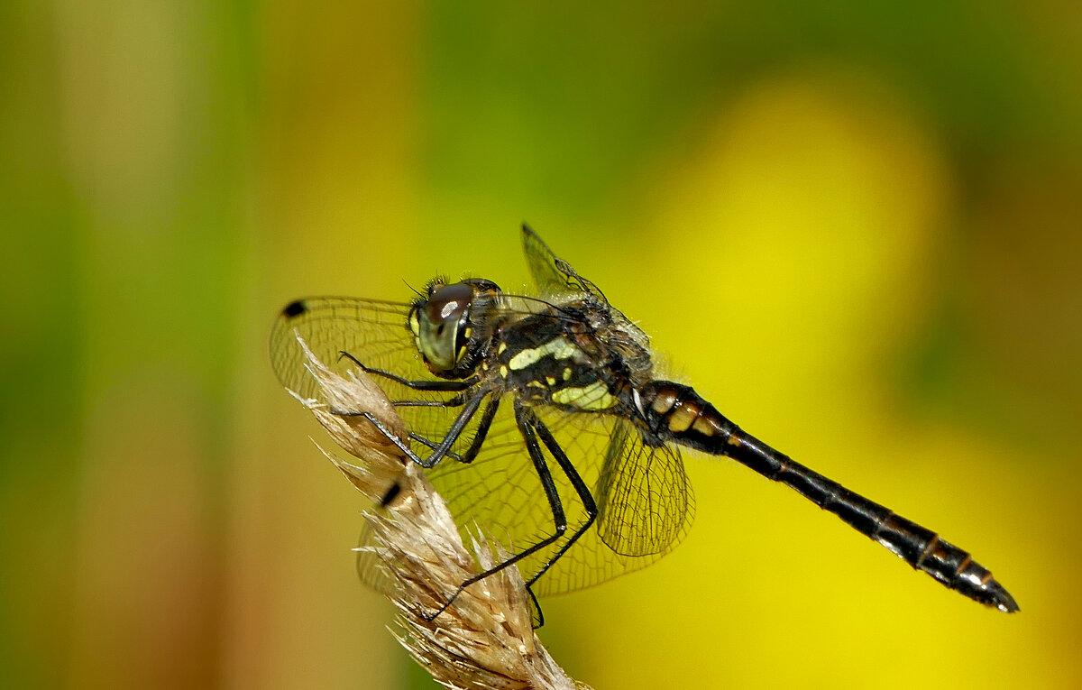 из снятого сегодня 9 - Александр Прокудин