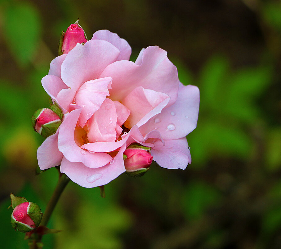 Розовая нежность 3 - Светлана 