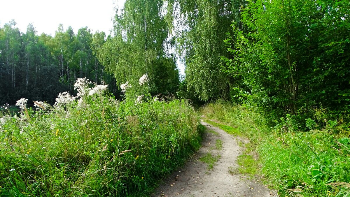 Лето в августе (репортаж из поездки по области). - Милешкин Владимир Алексеевич 