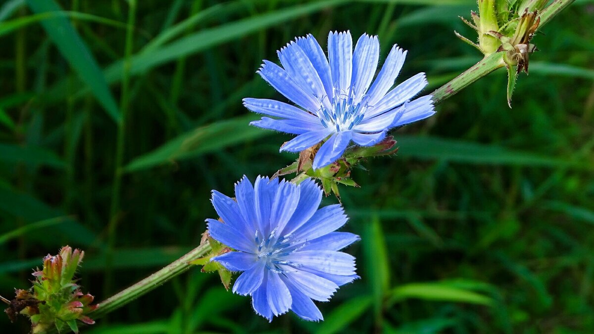 Цикорий обыкновенный. - Милешкин Владимир Алексеевич 