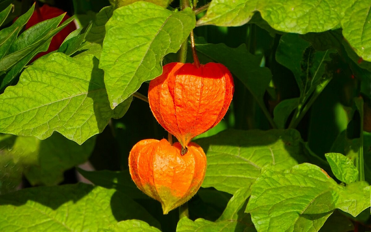 Физалис - Милешкин Владимир Алексеевич 