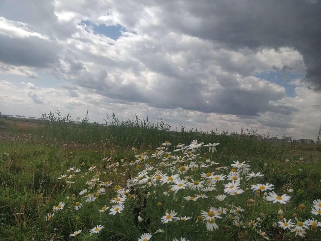 Ромашки и облака... - Андрей Хлопонин