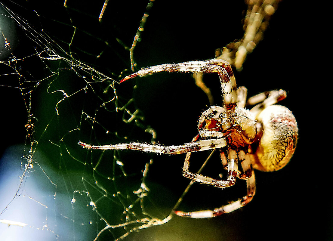 Спрут - Михаил Белоусов
