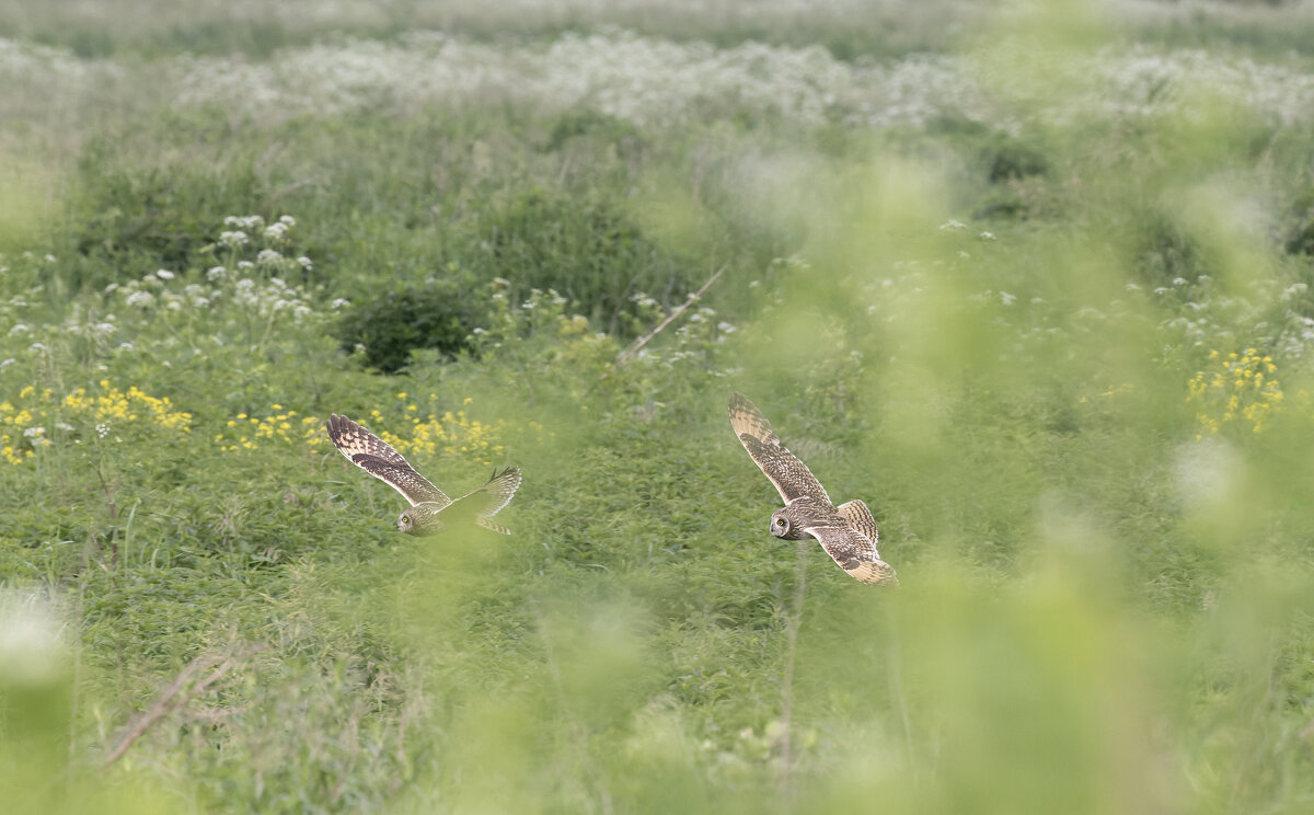 сова болотная - юрий макаров