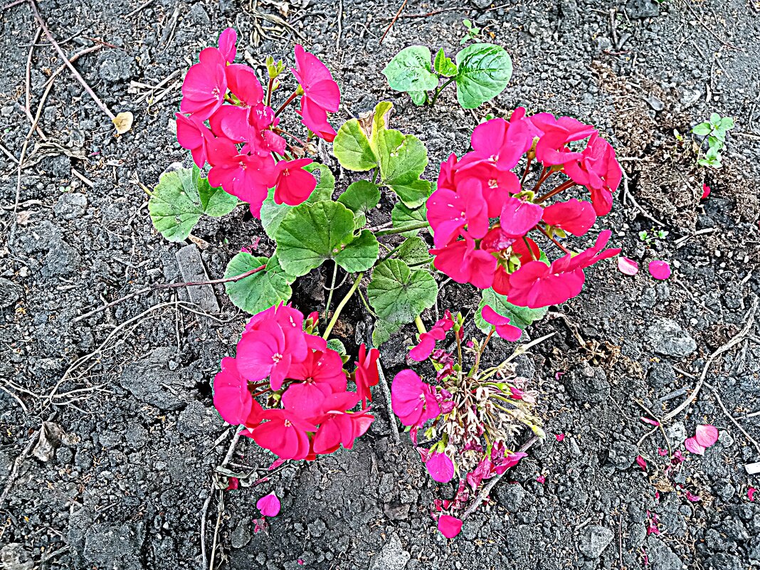 Цветы. - Владимир Драгунский