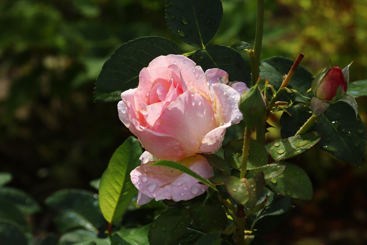 Доброе утро - Юрий. Шмаков