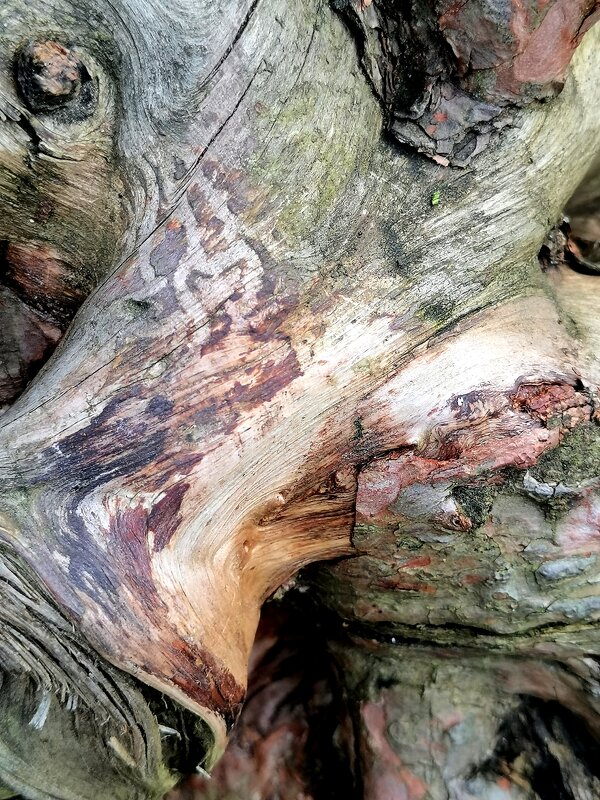 Фактура. Корень сосны. - Любимова Ольга Фактура. Корень сосны. - Любимова Ольга