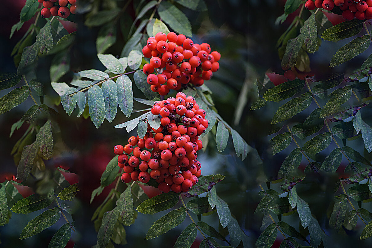 Рябина красная - Владимир Кроливец