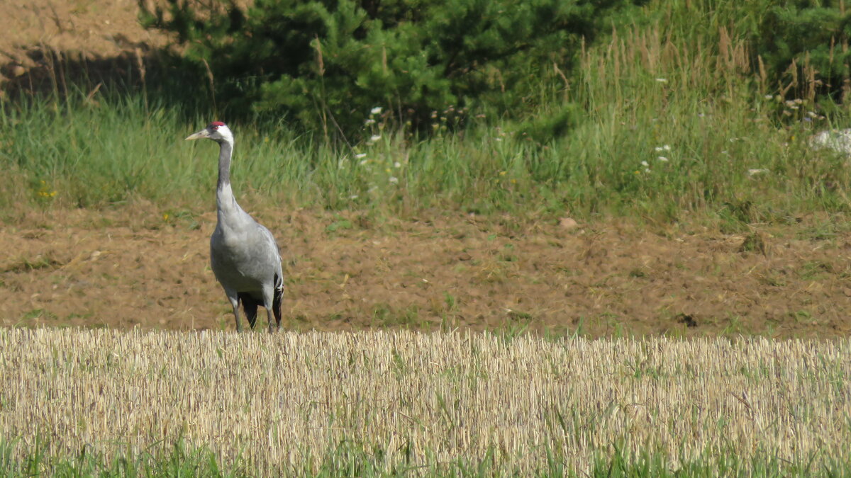 В кадр попала птичка - rimgis В кадр попала птичка - rimgis