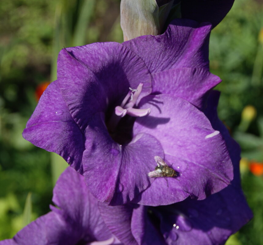Цветок гладиолуса. - сергей ермошкин