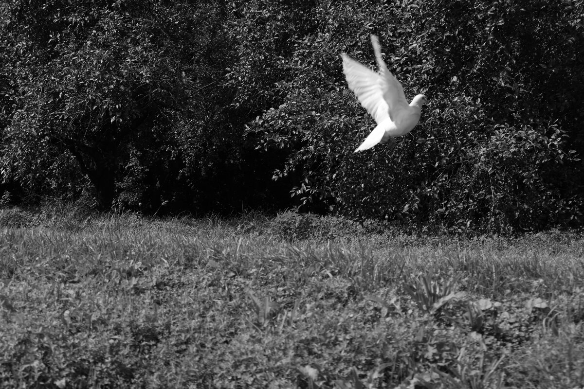 Голубь - Екатерина Лазуренкова