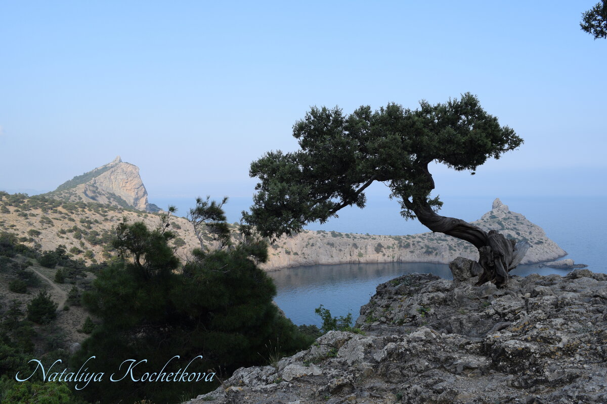 Природа Крыма - Amazing Cosmea