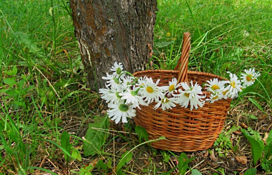 Лето... - Галина Кузьмина