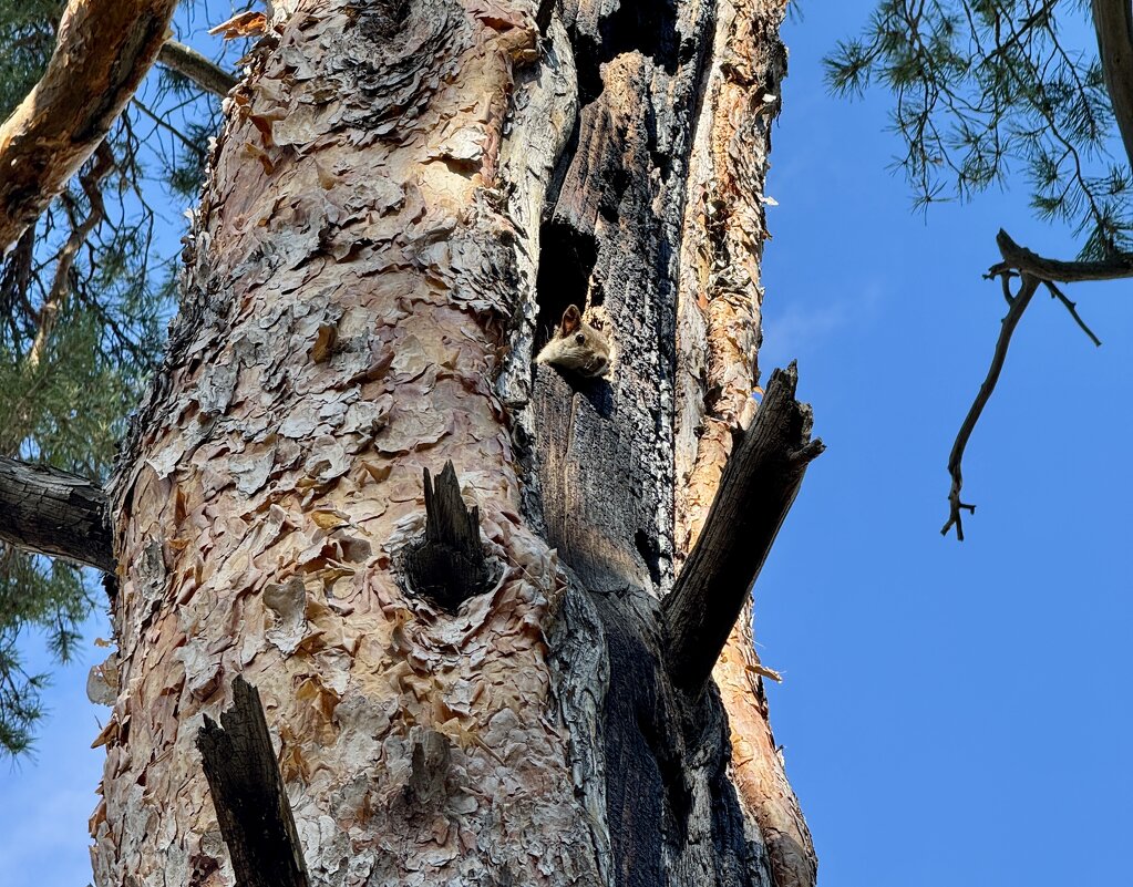 Секретный дозор. - Сергей Адигамов