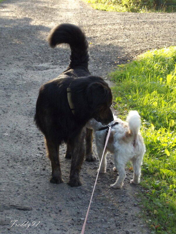 Встреча друзей - Freddy 97