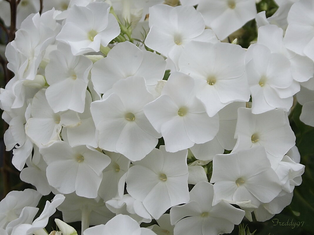 Белые флоксы в нашем саду белыми хлопьями пышно цветут… - Freddy 97 Белые флоксы в нашем саду белыми хлопьями пышно цветут… - Freddy 97