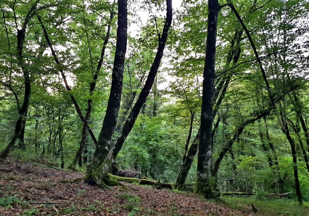 ПЛАСТУНКА СОЧИ - Tata Wolf