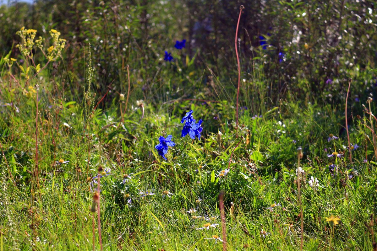 Прилег в поле отдохнуть - Мишель71 