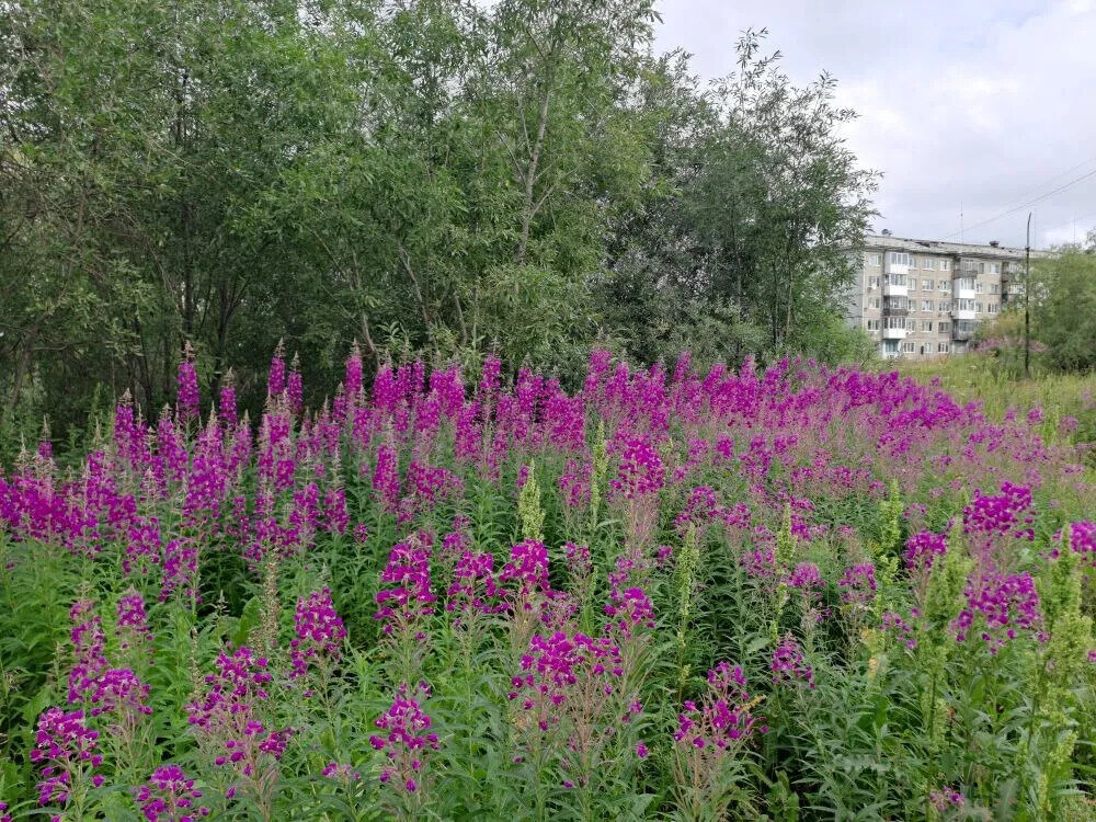 иван-чай - Troystik 