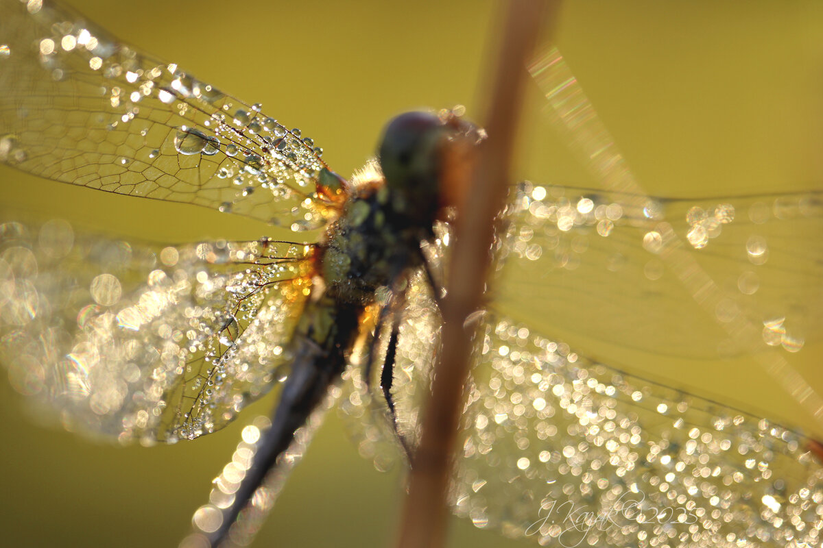 *** - Елена Kазак (selena1965) *** - Елена Kазак (selena1965)