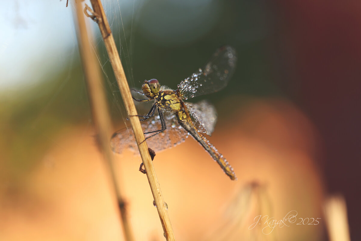 *** - Елена Kазак (selena1965) *** - Елена Kазак (selena1965)