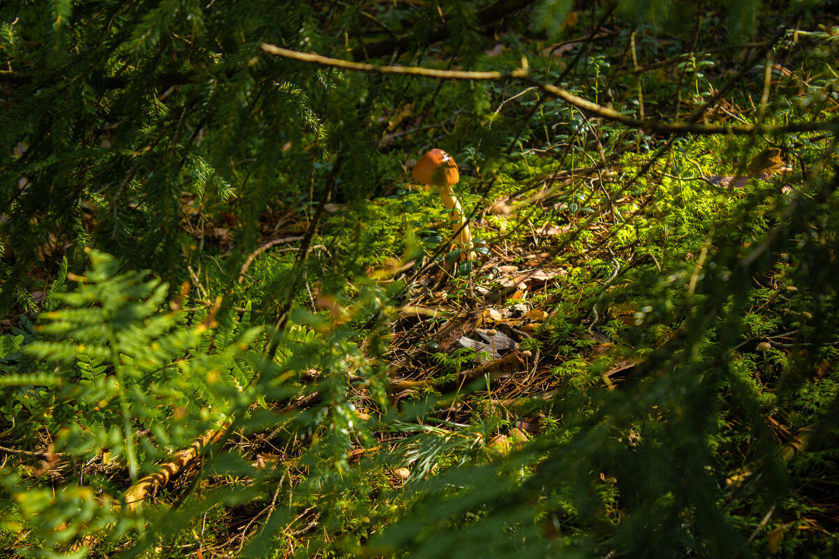 - Кто там? - Михаил "Skipper"