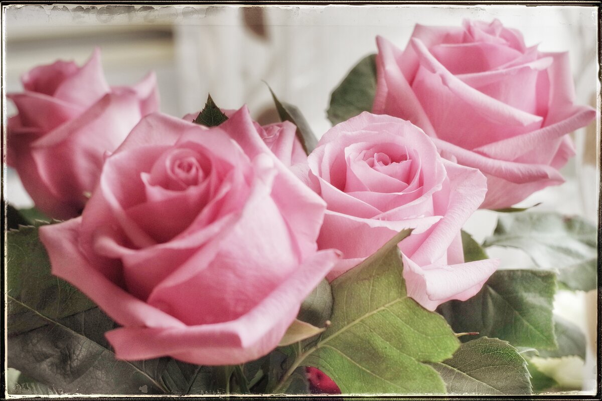 Розовые розы... - Руслан 