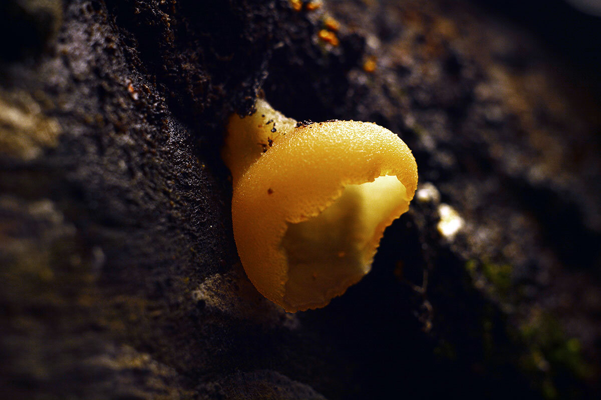 Гриб  пецица - Геннадий Супрун