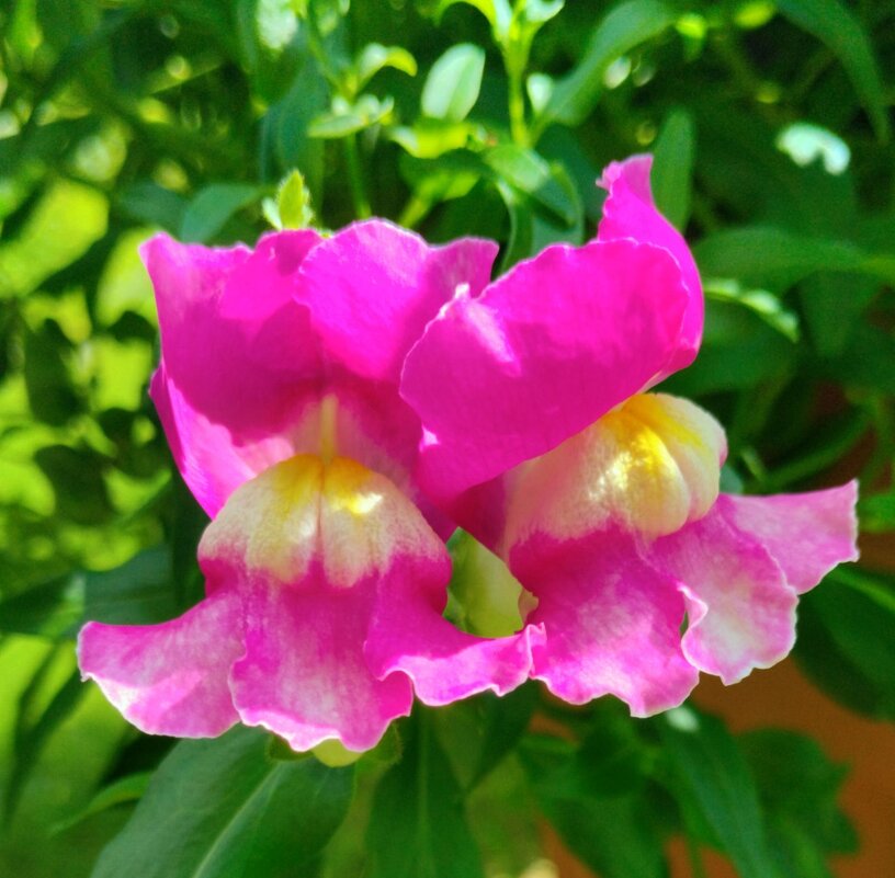 Львиный зев - Галина Бобкина