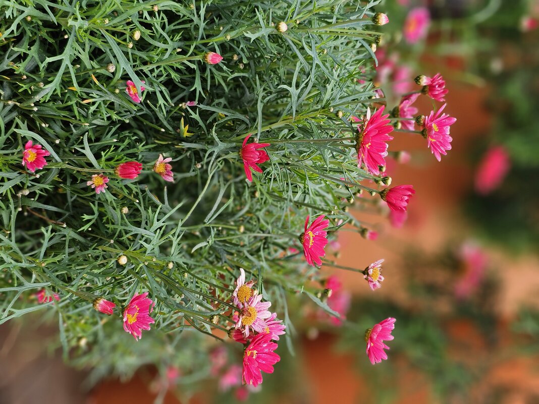 Цветы. - Галина Левина