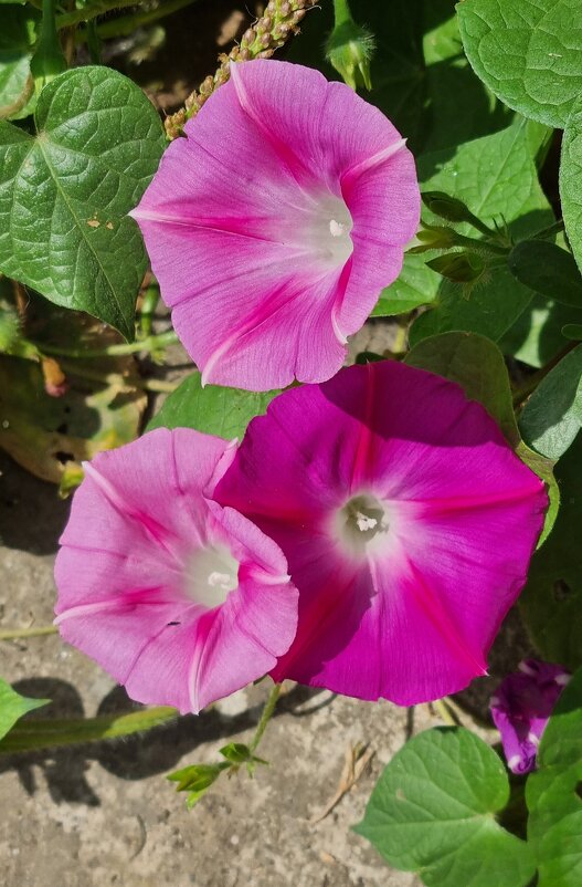 Нежные подружки - Наталья 