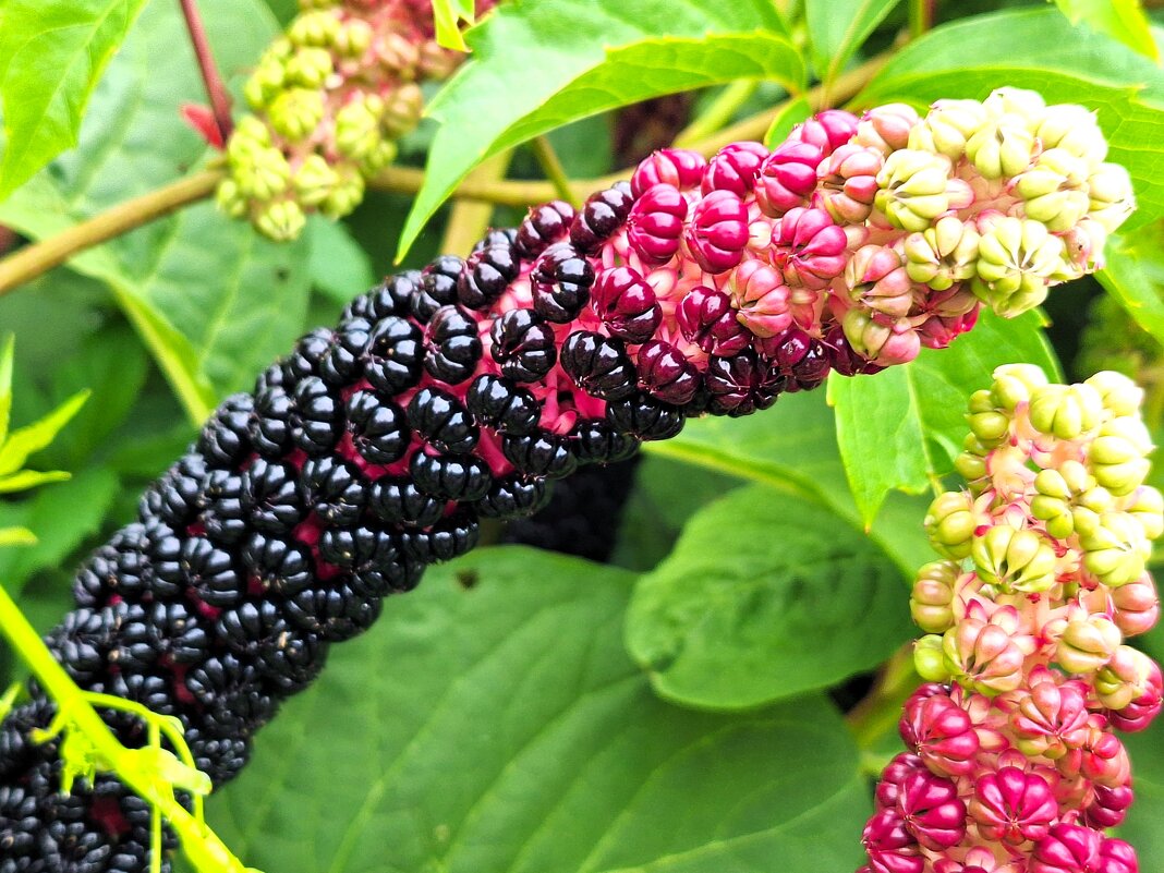 Растение - Наталья 