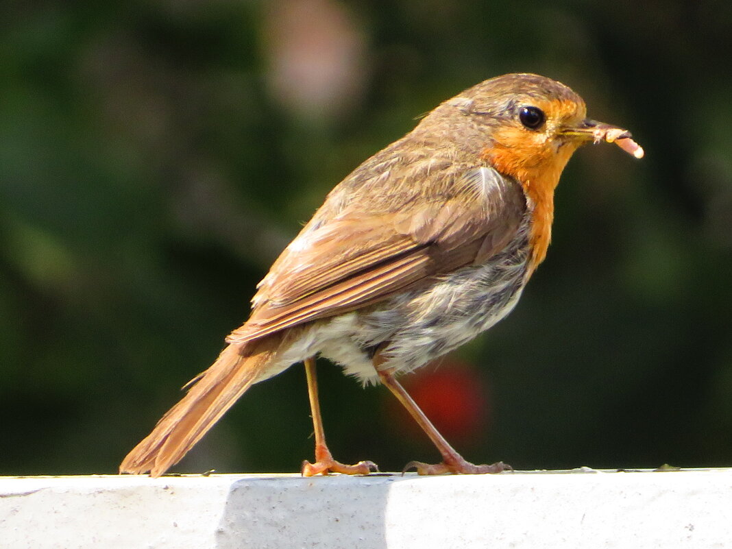 С добычей в клюве - Андрей Снегерёв