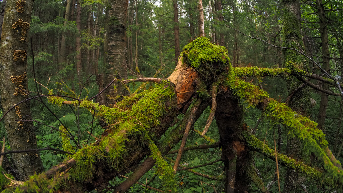 По Лесным Дорожкам - юрий поляков