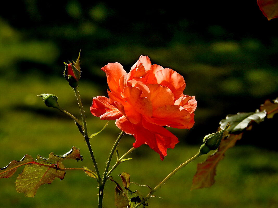 ***** - ИННА ПОРОХОВА